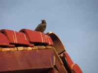 Imagine atasata: IMG_5333ee.jpg